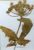 Heracleum perscicum